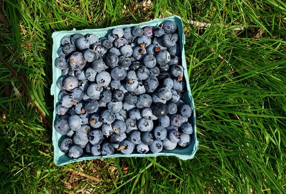 full quart container of blueberries