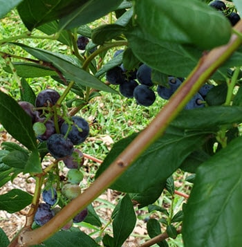 niche marketing is like blueberry picking - take a close look to see all the opportunity