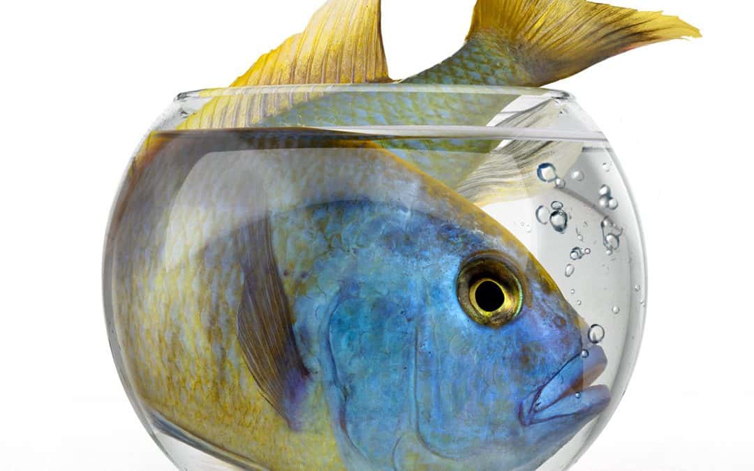 Fish too big for its fishbowl, akin to time for a brand name change