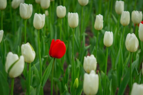 Red tulip in a field of white tulips